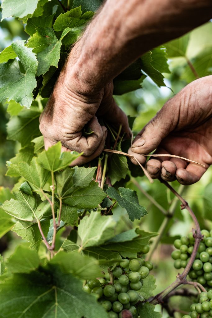 Photo reportage vigne geste vigneron Domaine Sérol Renaison Côte Roannaise